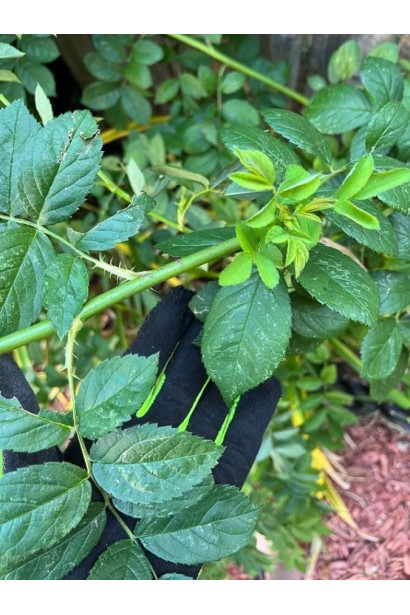 Роза Бест Импрешн - зеленые матовые листья.